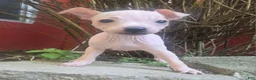 Xoloitzcuintle dogs for sale: TITAN  - Ad 1