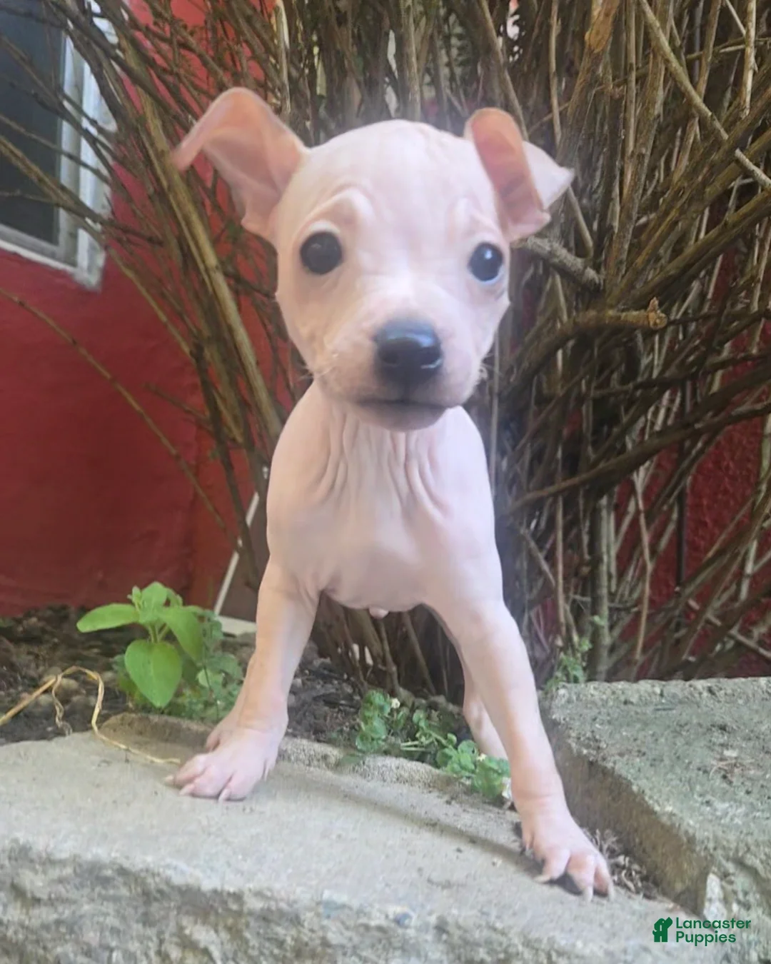 Xoloitzcuintle dogs for sale: TITAN  - Ad 1