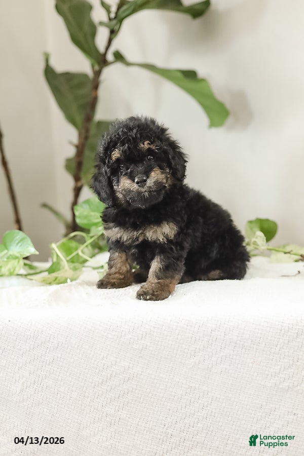 Miniature Poodle dogs Kyler - Ad 1