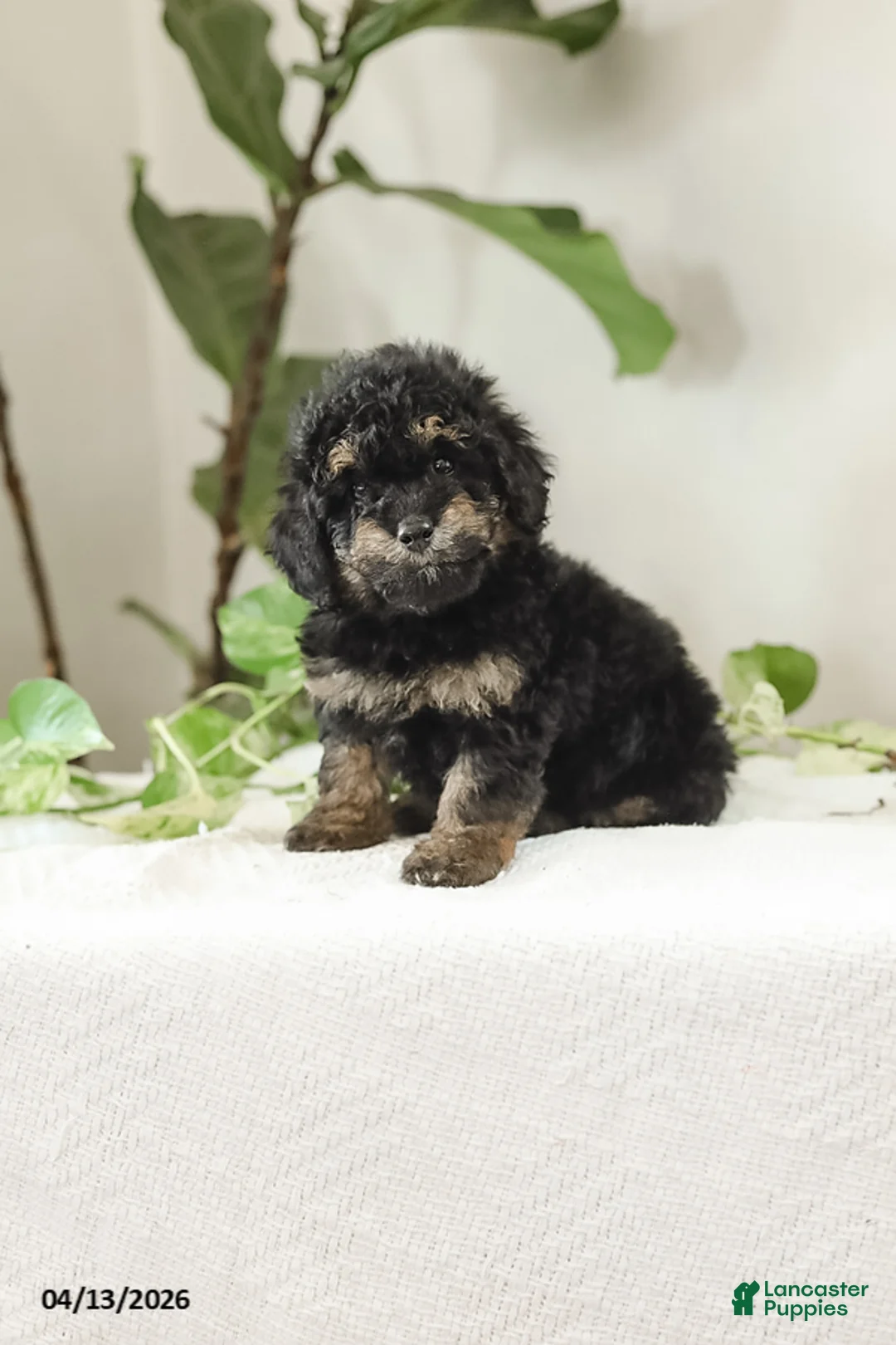 Miniature Poodle dogs for sale: Kyler - Ad 1