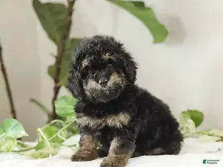 Miniature Poodle dogs for sale: Kyler - Ad 1