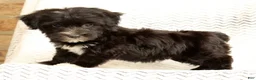 Yochon dogs for sale: Ollie - Ad 6