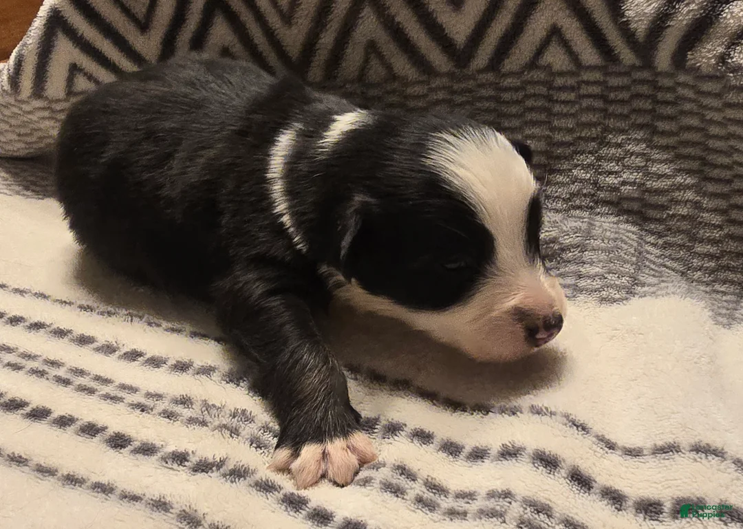 Australian Shepherd dogs for sale: Danny - Ad 2