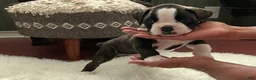 Boxer dogs for sale: Berlín  - Ad 19