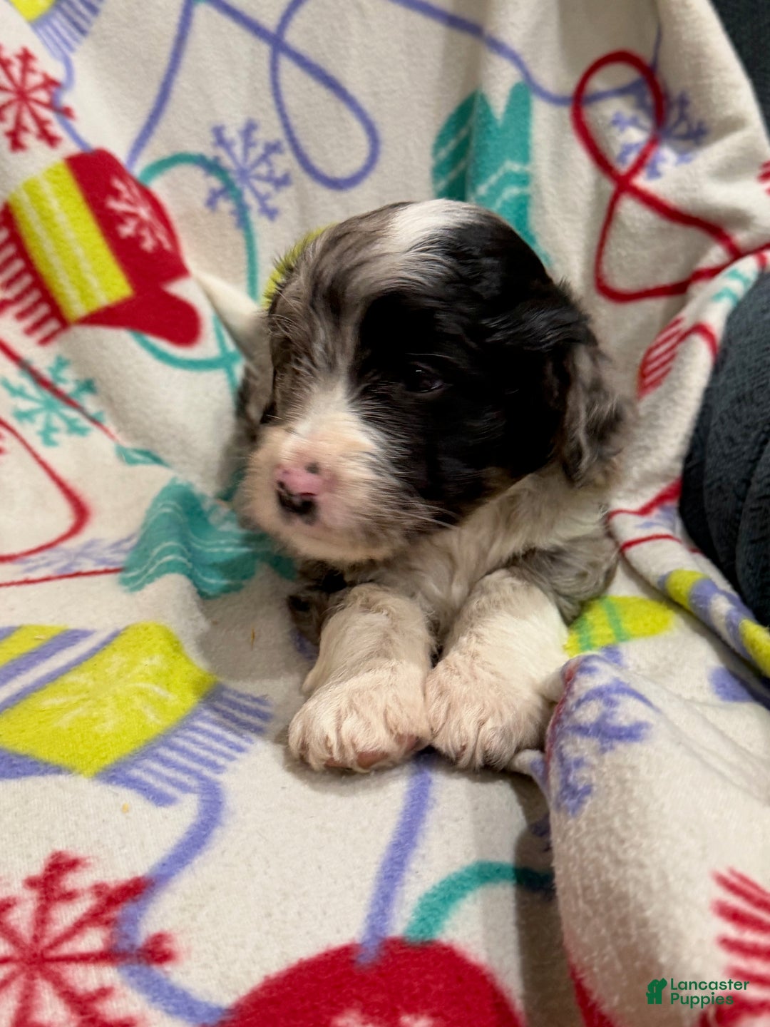 Mini Aussiedoodle dogs for sale: Cassie  - Ad 8