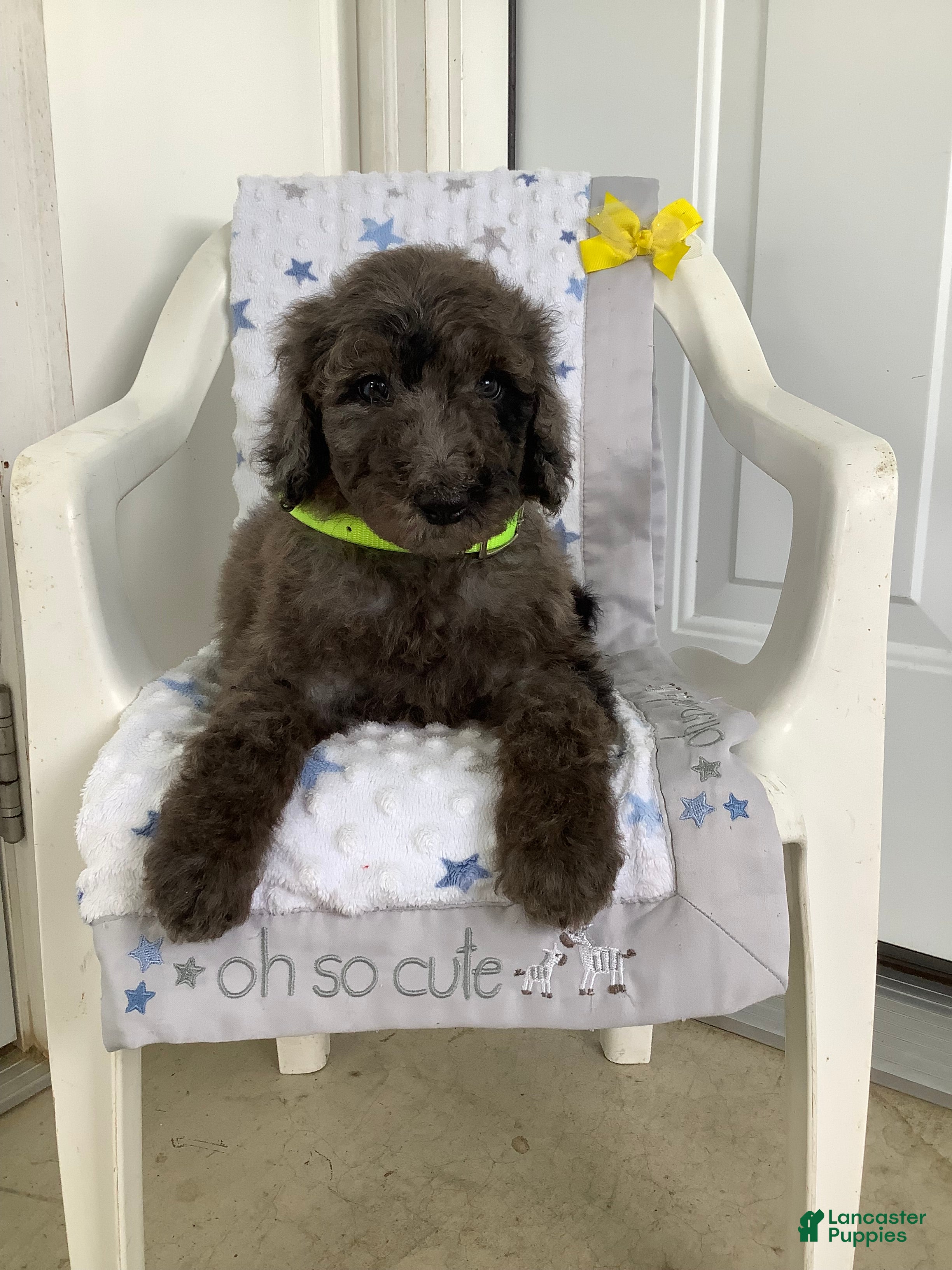 Goldendoodle dogs Rex-F1bb-Goldendoodle 1 - Ad 2