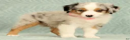 Miniature Australian Shepherd dogs for sale: Missy - Ad 2
