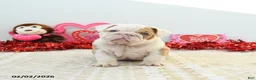 English Bulldog dogs for sale: Robin - Ad 4