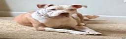 Staffordshire Bull Terrier dogs for sale: Staffordshire Bull Terrier 4 - Ad 2