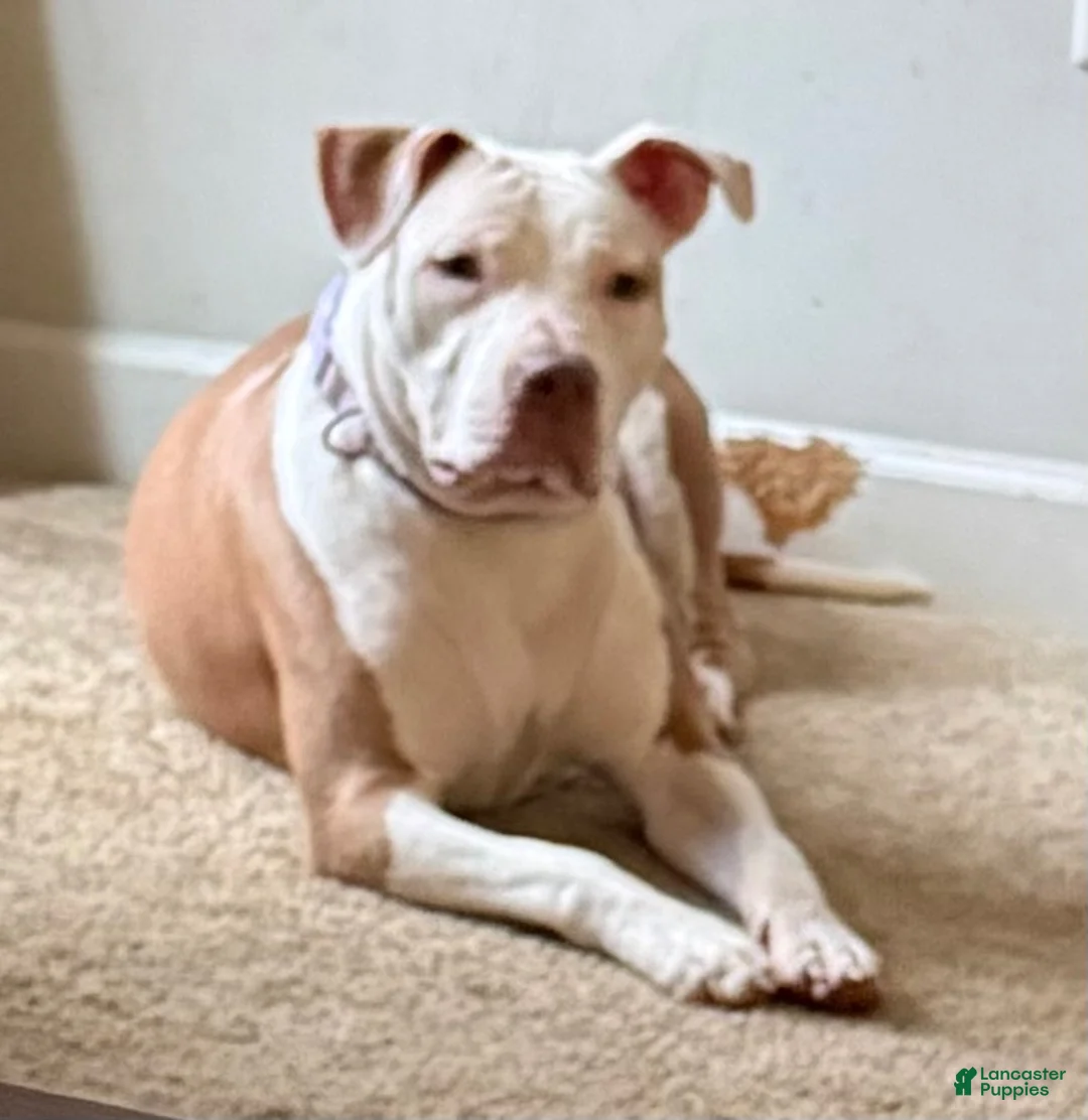 Staffordshire Bull Terrier dogs for sale: Staffordshire Bull Terrier 4 - Ad 2