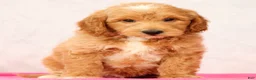 Mini Goldendoodle dogs for sale: Onyx - Ad 8