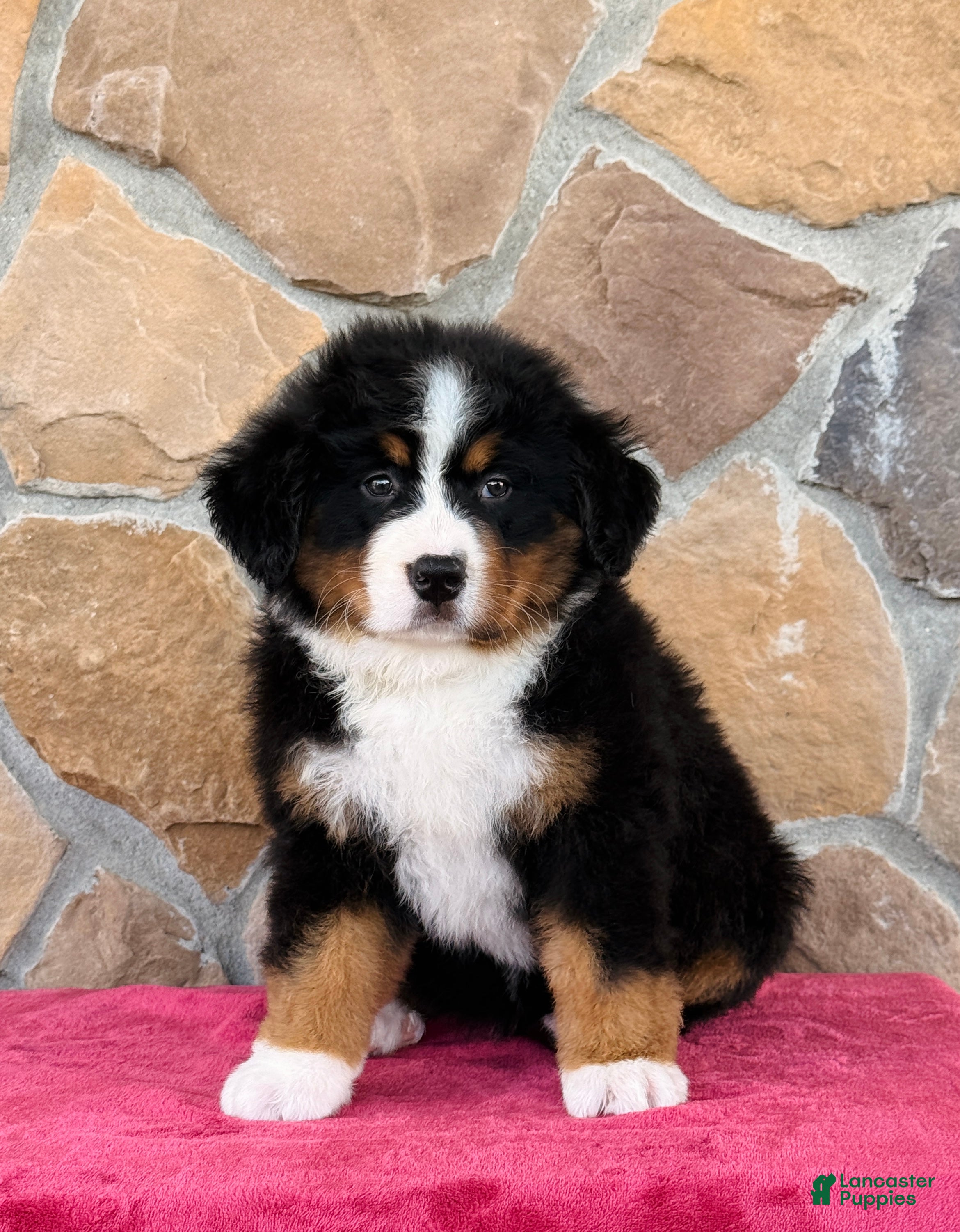 Bernese Mountain Dog dogs Roxy - Ad 2