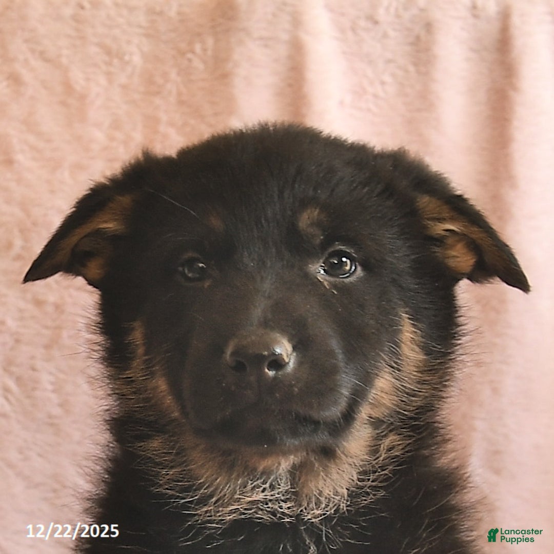 German Shepherd dogs for sale: Bessie  - Ad 5