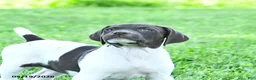 German Shorthaired Pointer dogs for sale: River - Ad 3