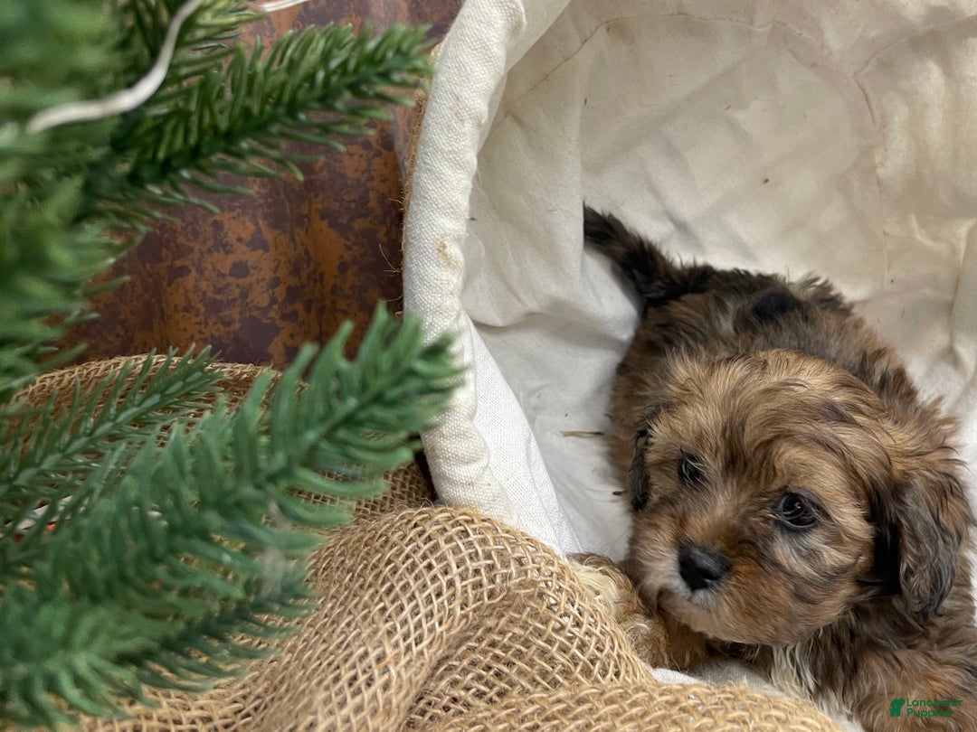 Shihpoo dogs for sale: Chloe - Ad 6