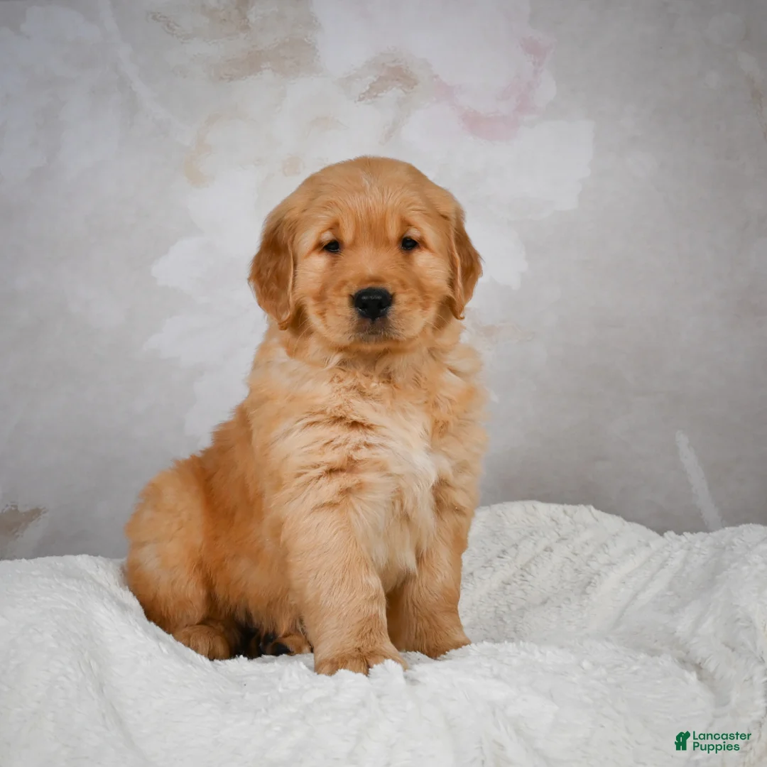 Golden Retriever dogs for sale: Rocco - Ad 4