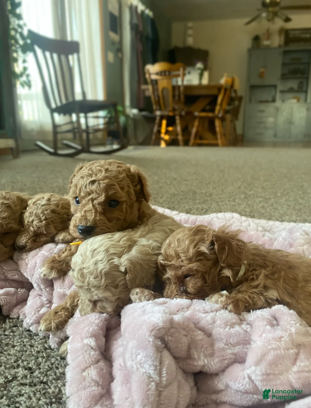 Toy Poodle dogs for sale: LITTLE ARCHIE - Ad 26