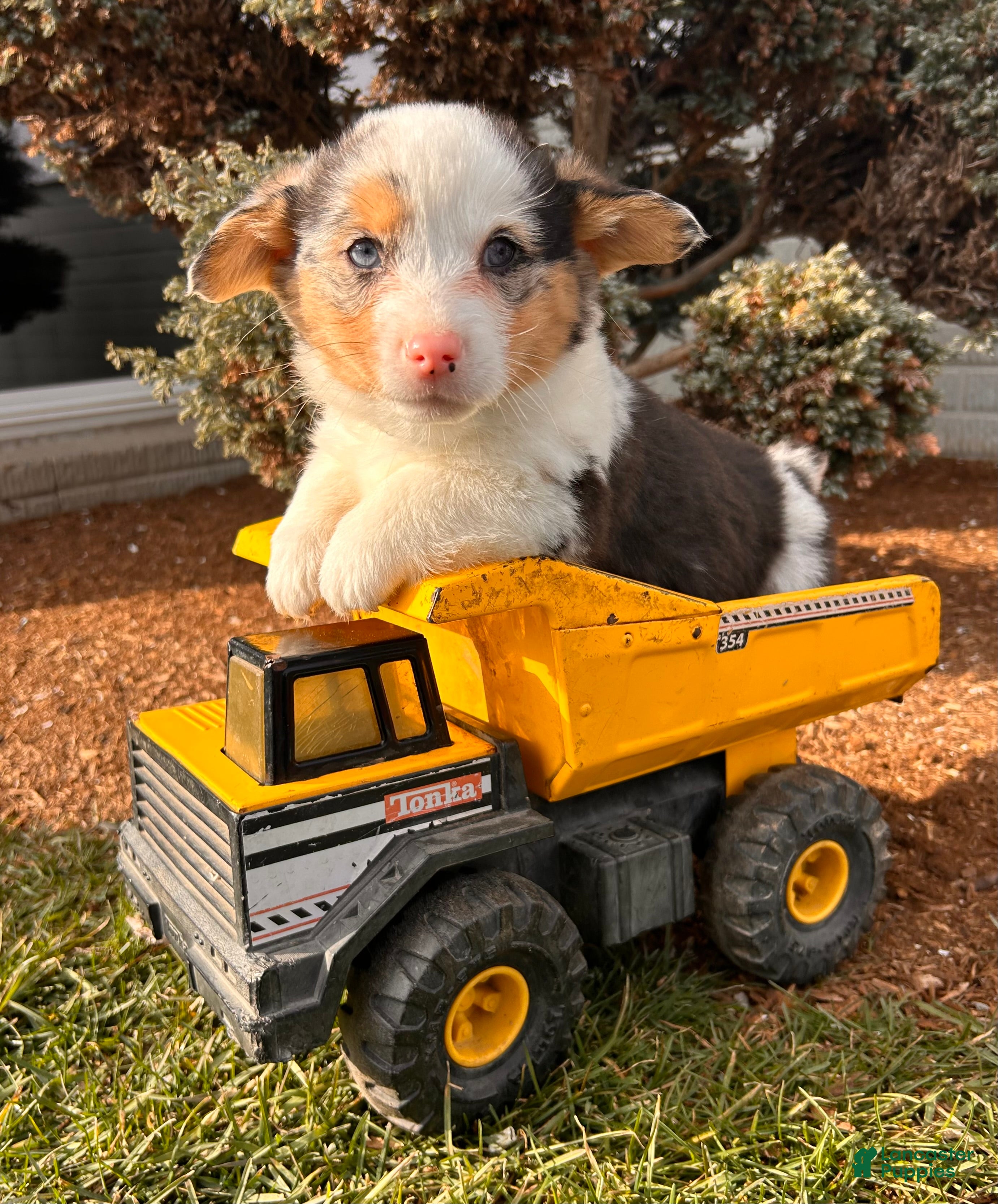 Welsh Corgi Pembroke dogs Dominic - Ad 1