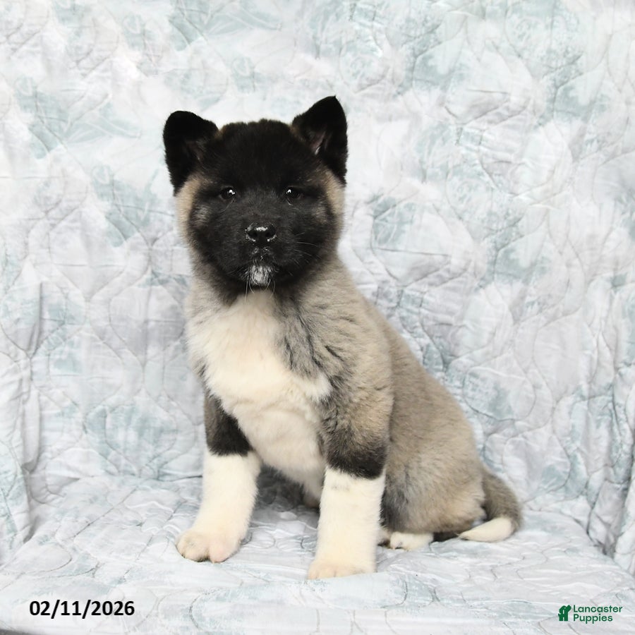 Akita dogs Peanuts - Ad 2
