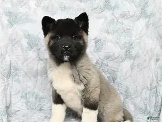 Akita dogs Peanuts - Ad 2
