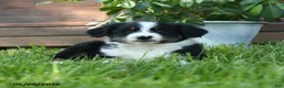 Australian Shepherd dogs for sale: Chrysanthemum - Ad 2