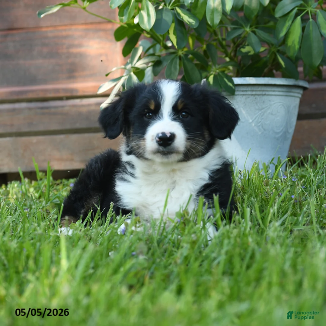 Australian Shepherd dogs for sale: Chrysanthemum - Ad 2