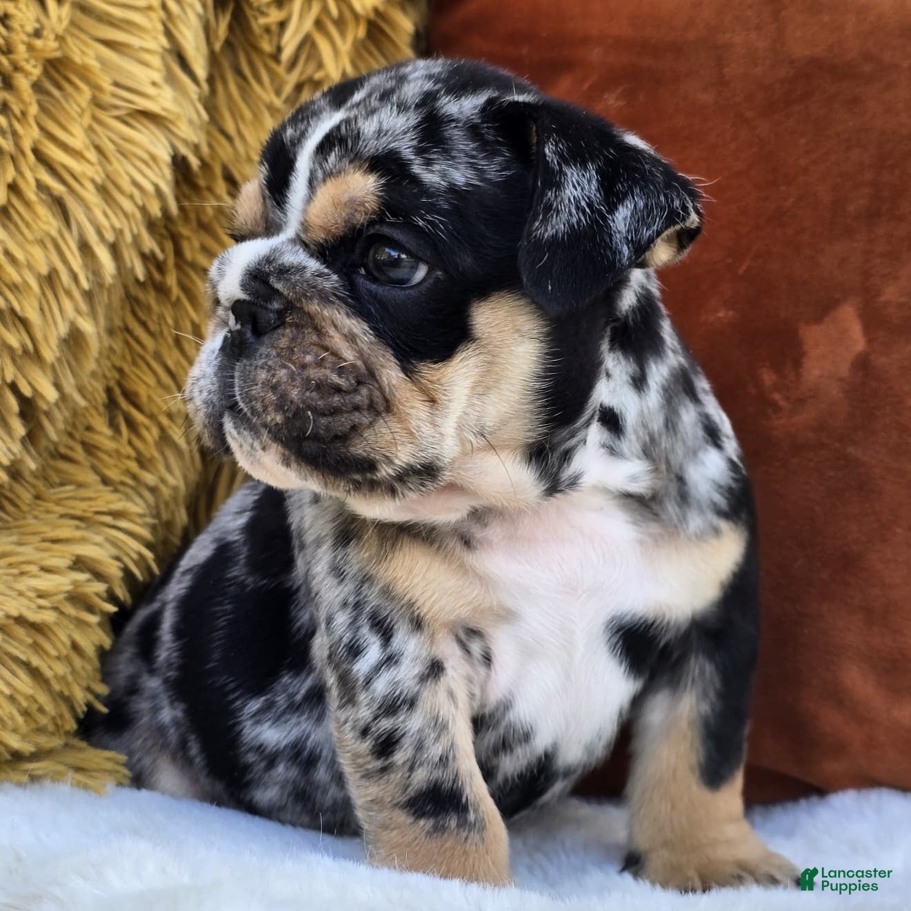 English Bulldog dogs Rubble - Ad 2