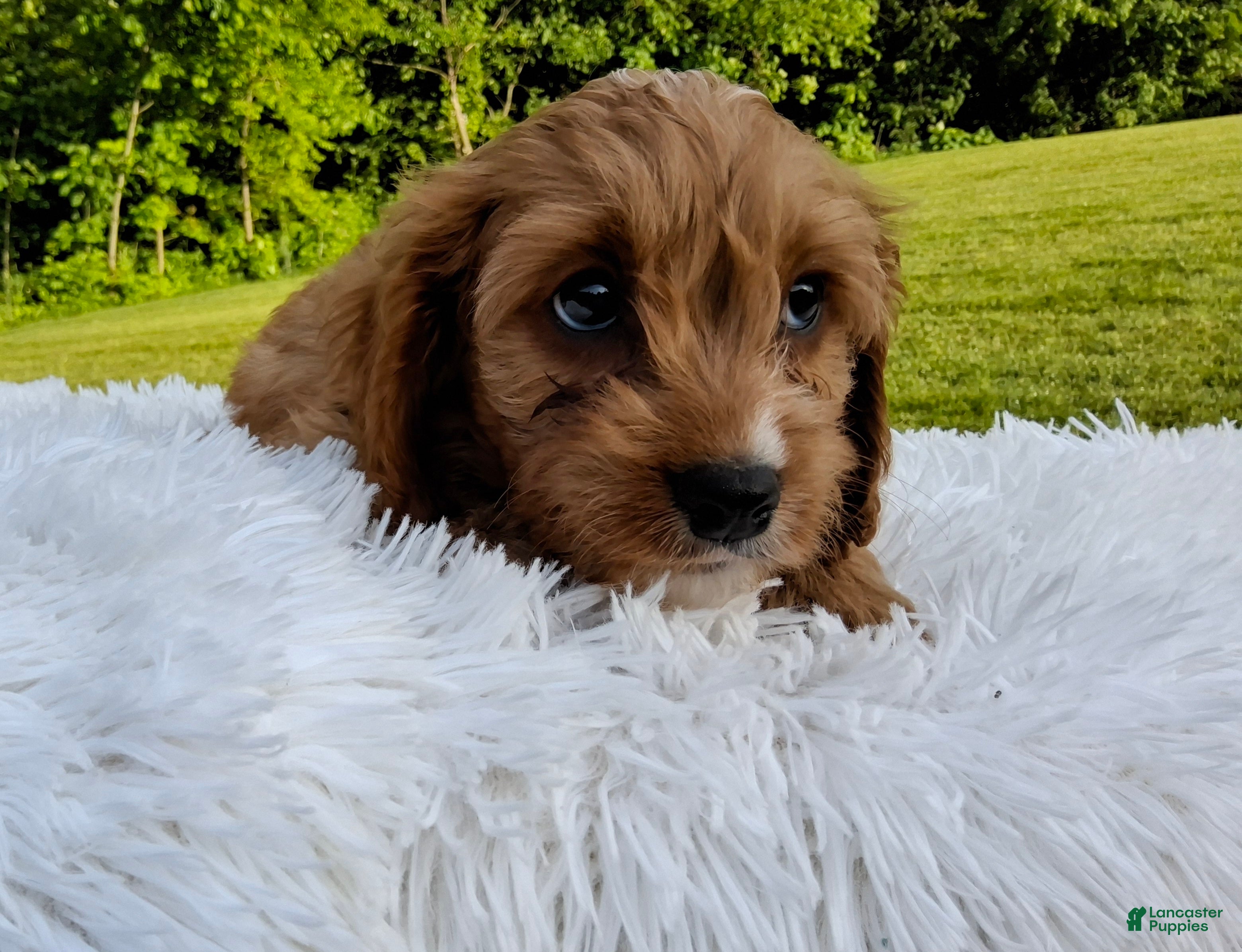 Cavapoo dogs Puddles - Ad 1