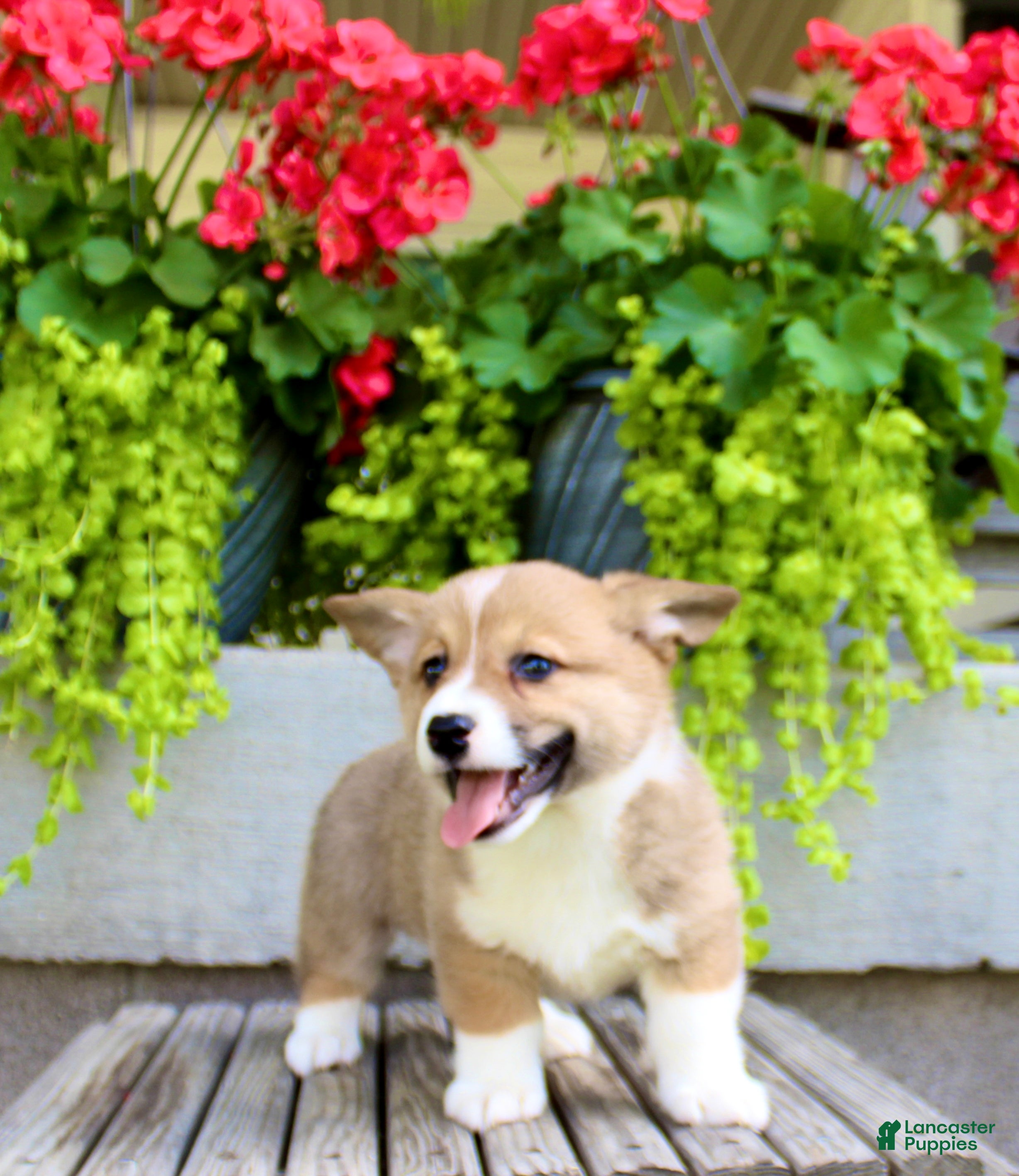 Welsh Corgi Pembroke dogs Ranger - Ad 2