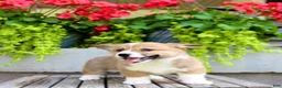 Welsh Corgi Pembroke dogs for sale: Ranger - Ad 2
