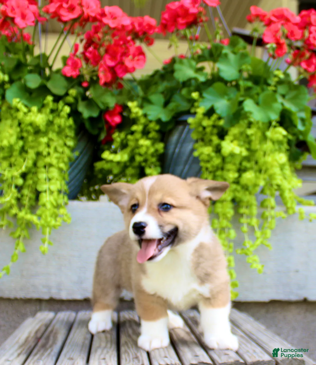 Welsh Corgi Pembroke dogs for sale: Ranger - Ad 2