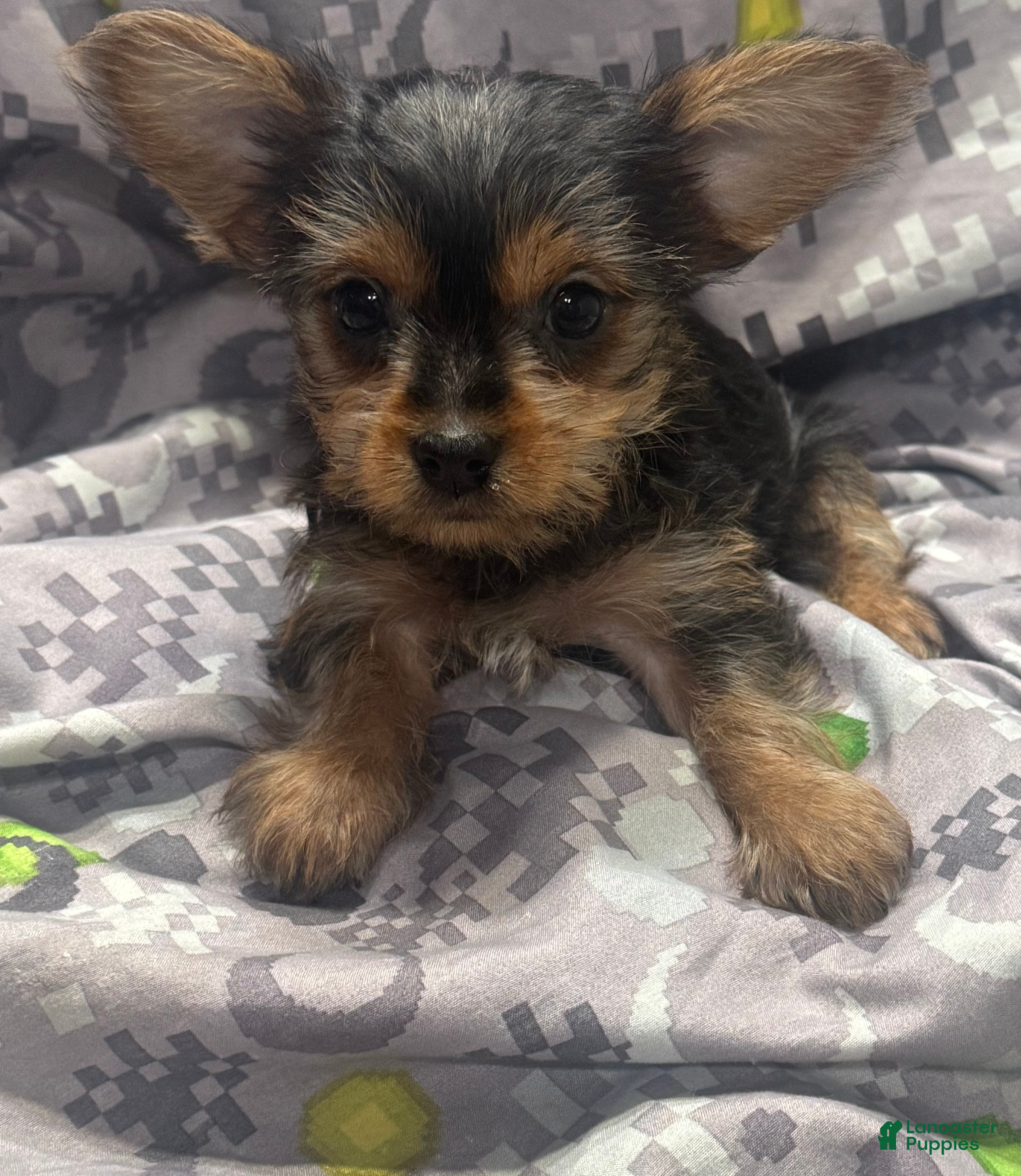 Yorkshire Terrier dogs Yorkshire Terrier - Ad 17