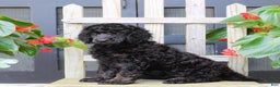 Standard Poodle dogs for sale: Missy - Ad 1
