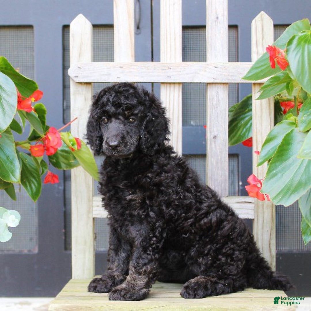 Standard Poodle dogs for sale: Missy - Ad 1