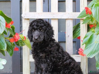 Standard Poodle dogs Missy - Ad 8