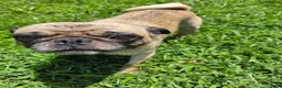 Pug dogs for sale: Pug 1 - Ad 5