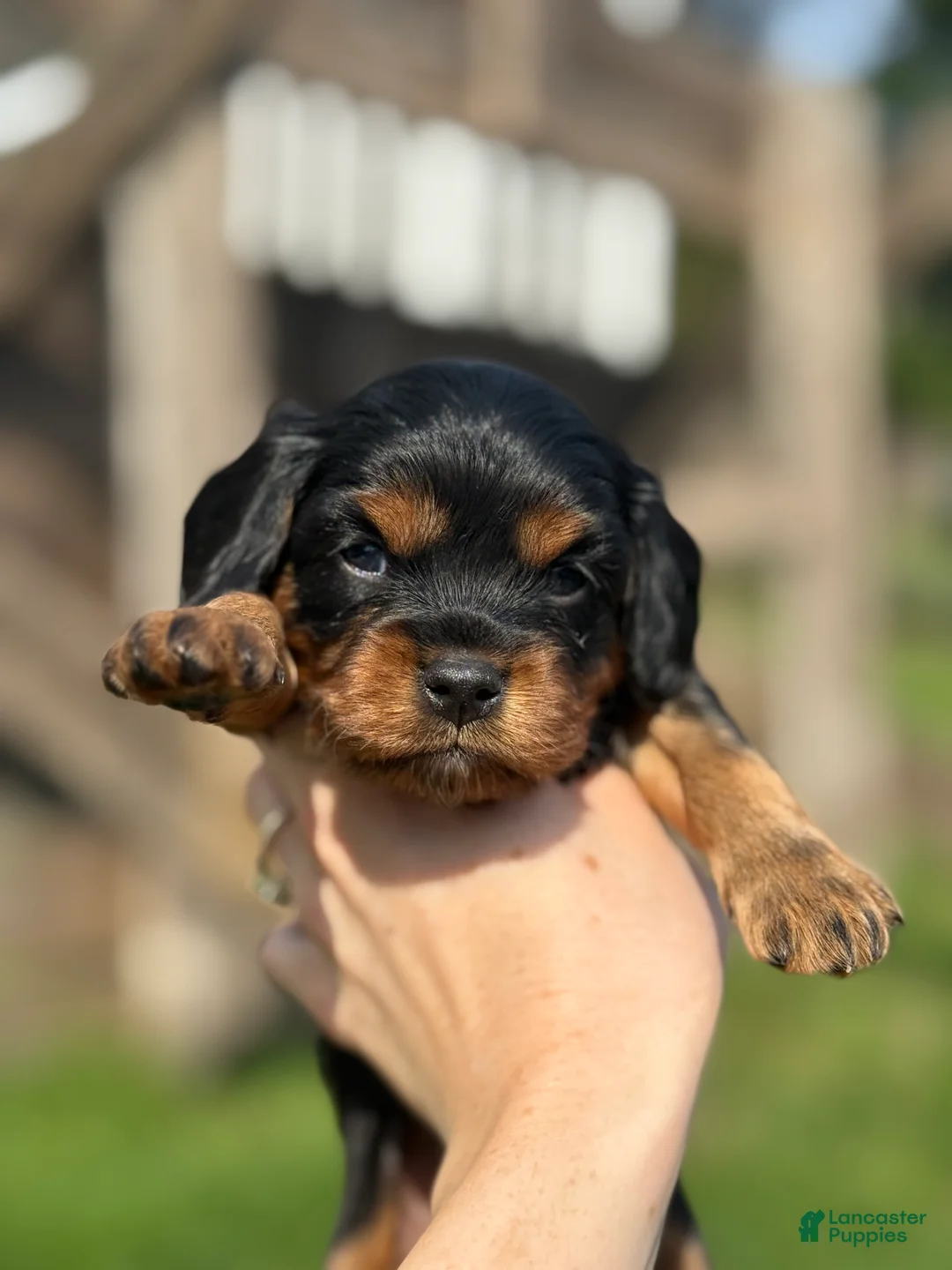 Cavapoo dogs for sale: Cavapoo Puppy 2 - Ad 1