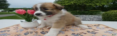 Puppy 5 Riley