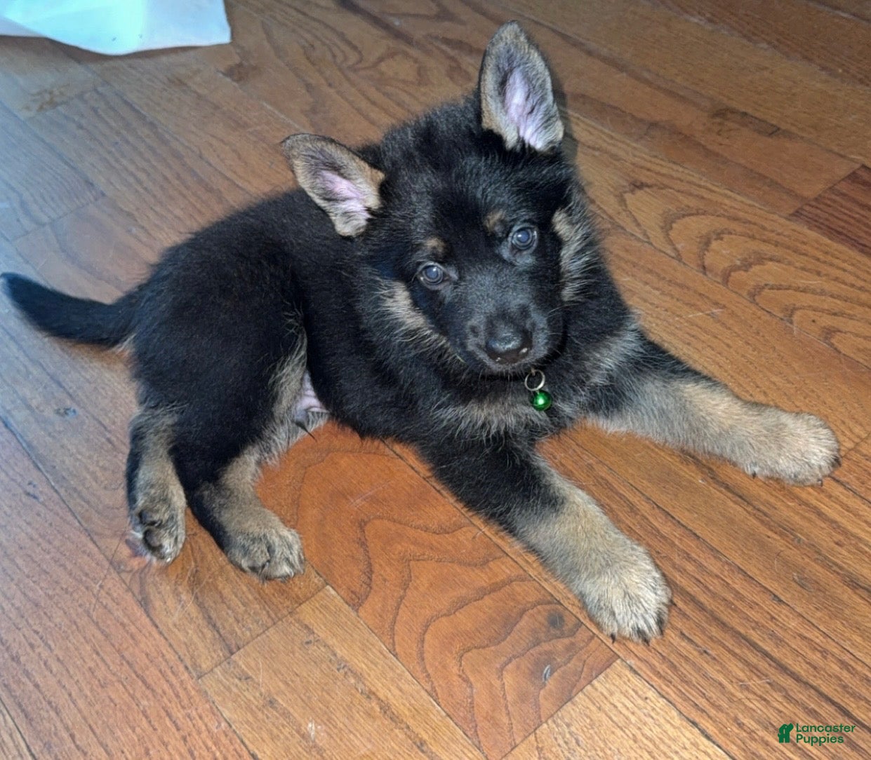 German Shepherd dogs German Shepherd 2 - Ad 12