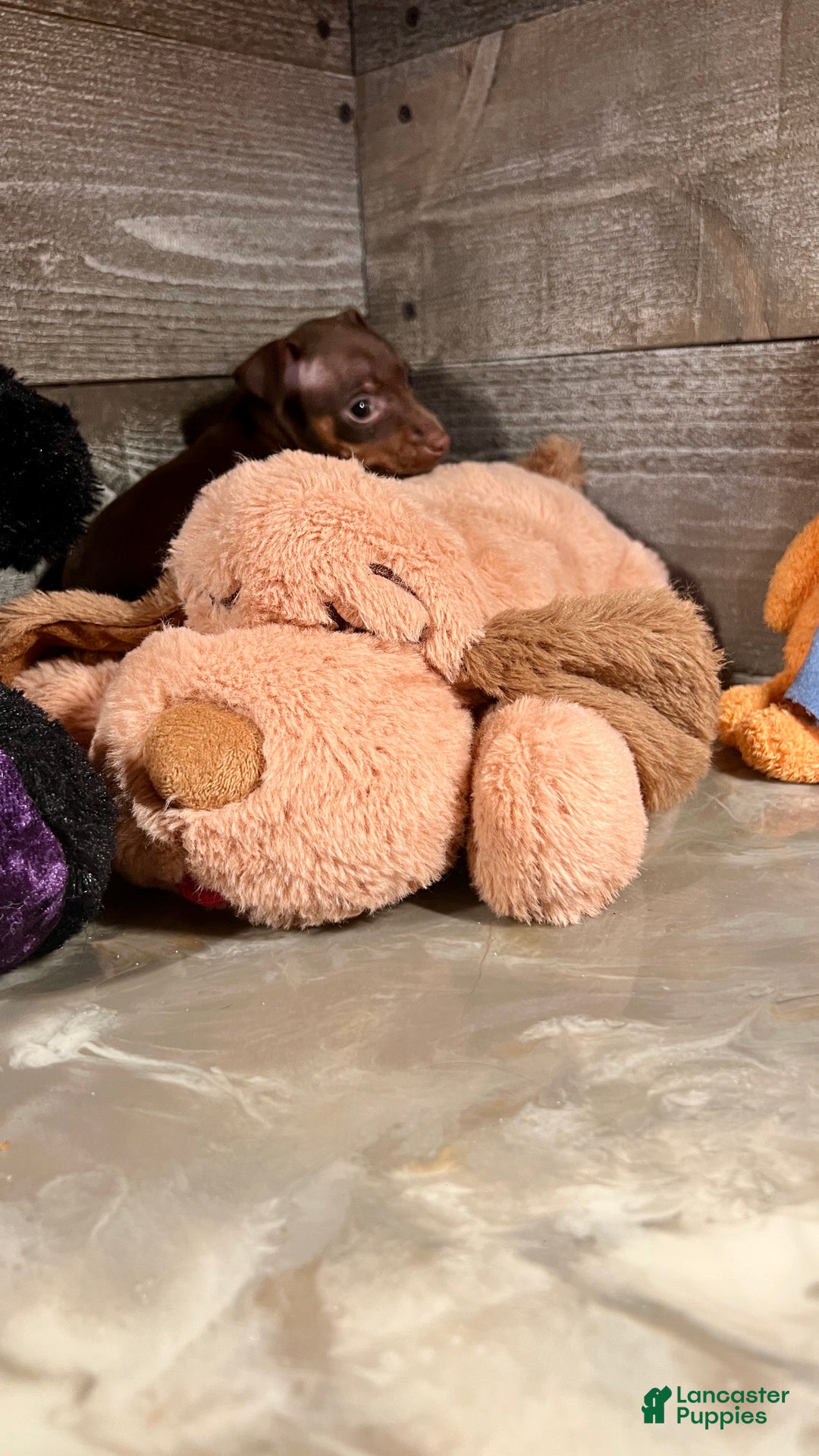 Miniature Pinscher dogs for sale: Ruby - Ad 7