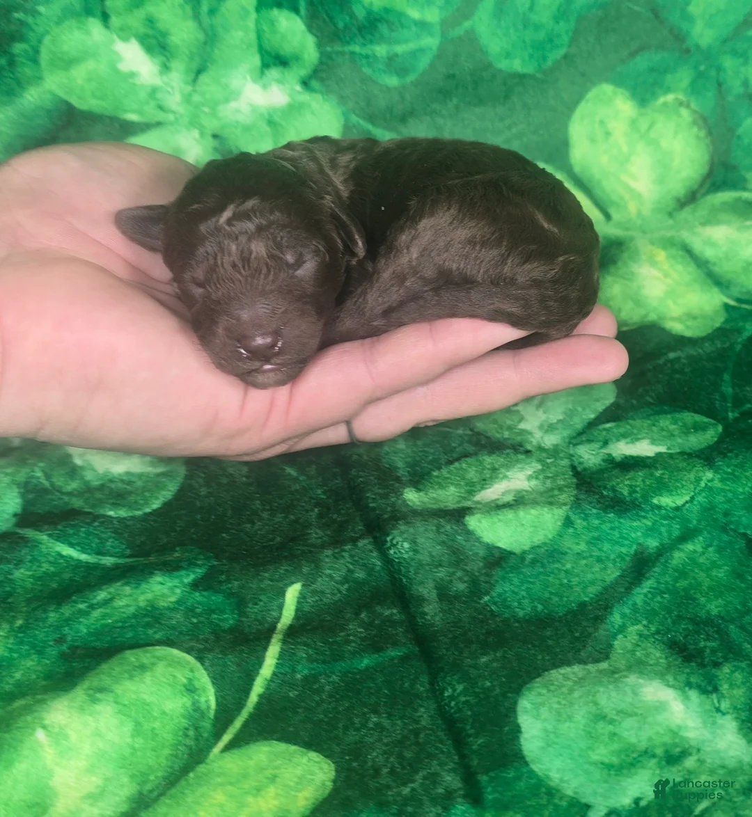 Mini Goldendoodle dogs for sale: Alfie - Ad 2