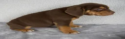 Beabull dogs for sale: Ollie - Ad 4
