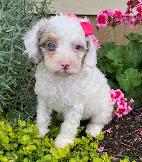 Cavapoo dogs Amber - Ad 1