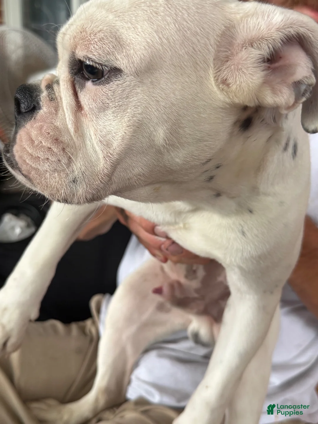 Mixed Breed dogs for sale: Shorty  - Ad 2