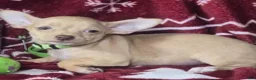 Chihuahua dogs for sale: Carmen Ghia (Hazel eyes) - Ad 1