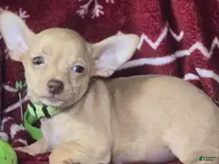 Chihuahua dogs Carmen Ghia (Hazel eyes) - Ad 21