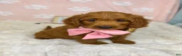 Mini Goldendoodle dogs for sale: Lexi - Ad 6