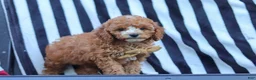 Cavapoo dogs for sale: Connor - Ad 3