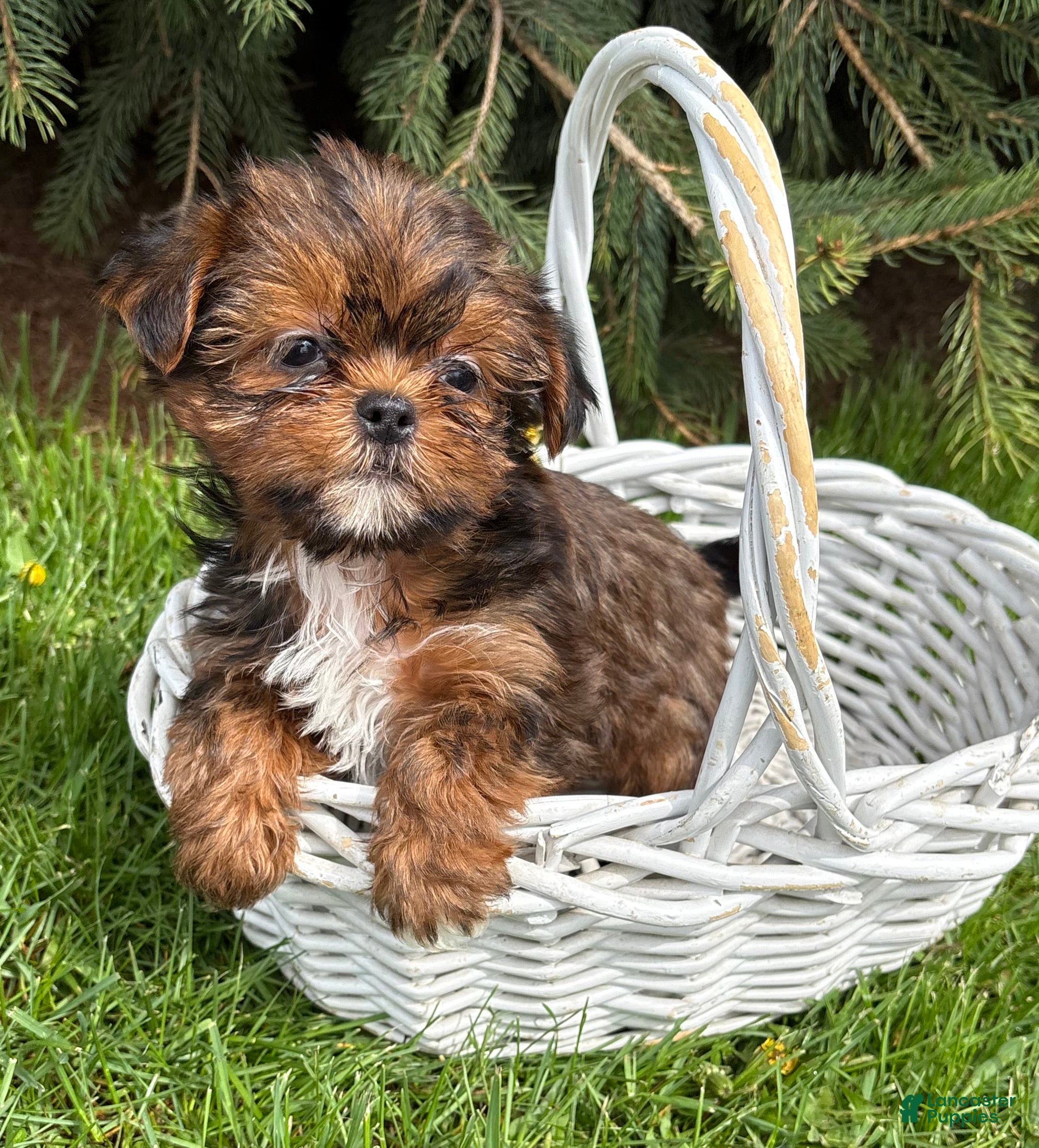 Shorkie dogs Murphy - Ad 1