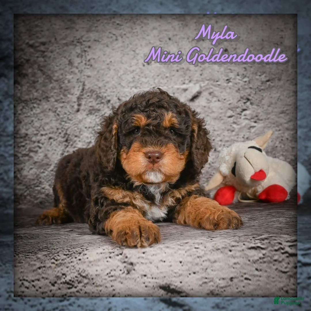 Mini Goldendoodle dogs for sale: Myla - Ad 1